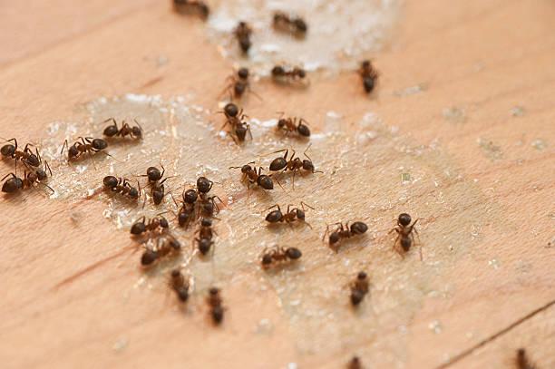 Best Local Pest Control Services  in Lititz, PA